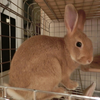 ☆素敵な里親とご縁がありました☆
