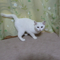 人なつっこい白猫