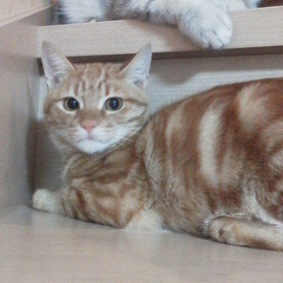 アメショレッド似