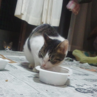 餌場を失くしました。見つかったら・・・・②