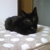 可愛い黒猫ちゃん♪ サムネイル3