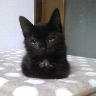 可愛い黒猫ちゃん♪