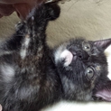 さび猫『みけちん』（仮）の里親募集♪