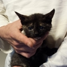 さび猫『みけちん』（仮）の里親募集♪ サムネイル2