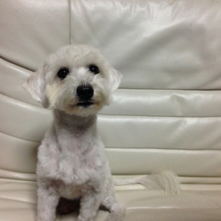 ﾏﾙﾁｰｽﾞ＆Mﾀﾞｯｸｽのﾐｯｸｽ犬1歳ｵｽ