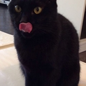 ちっちゃな黒猫・ミキティ♪