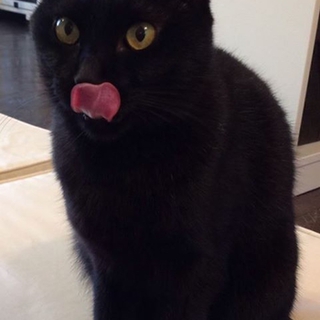 ちっちゃな黒猫・ミキティ♪