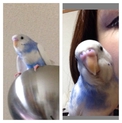セキセイインコ 青x白
