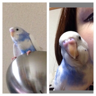 セキセイインコ 青x白