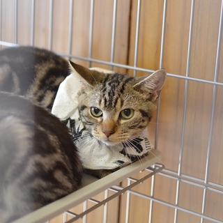 多頭飼い崩壊アメショー　ブラック君　里親募集
