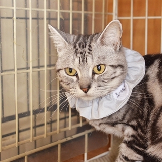 多頭飼い崩壊アメショー　シルバー君里親募集