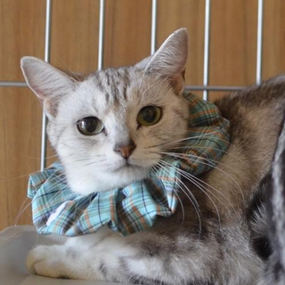 多頭飼い崩壊アメショー　ホワイトちゃん