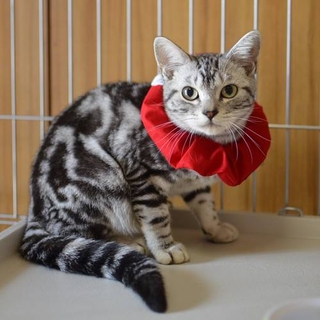 多頭飼い崩壊アメショー　レッドちゃん