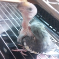 老鳥を引き取って下さる方募集　ハゲ・時々凶暴