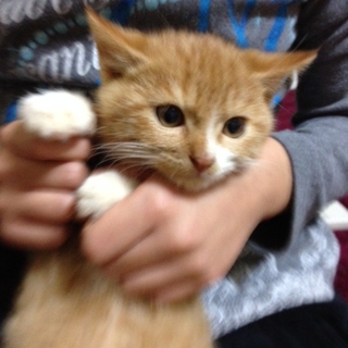 元気いっぱい子猫のキャベツ