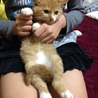 元気いっぱい子猫のキャベツ サムネイル2