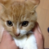 元気いっぱい子猫のキャベツ サムネイル3