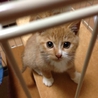 元気いっぱい子猫のキャベツ サムネイル4