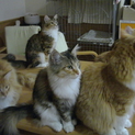 メインクーン純血種