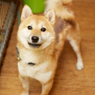 いつも明るい柴犬のメモチョ