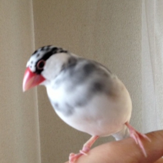 新しい家族が決まりました