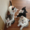 元気いっぱい可愛い子猫たちです