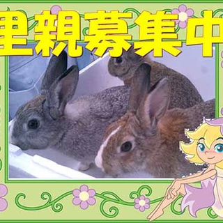 ウサギの里親募集中
