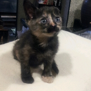 甘えた片耳サビちゃん