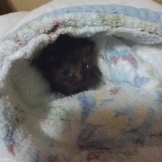  岐阜県本巣市の黒猫ちゃんです（アメショとの雑種）