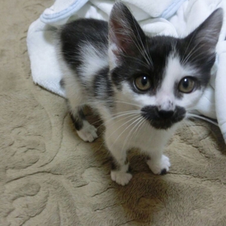 2ヶ月白黒の男の子です