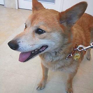 保健所から保護しました。柴犬Mix穏やかな女の子