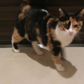 優しい里親さんに出会うことができました♡