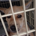 野良犬①
