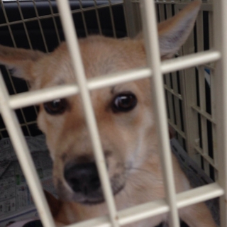 野良犬①