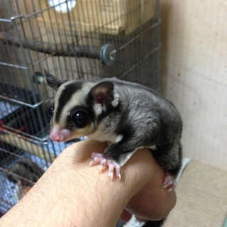 フクロモモンガ♂♀の里親募集