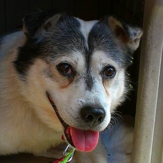 ジャイアン　散歩が大好きなMIX　他犬猫OK　