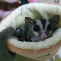 フクロモモンガ♀の里親募集