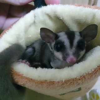 フクロモモンガ♀の里親募集