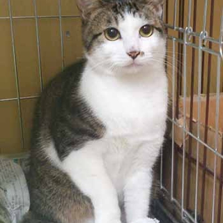 美人のキジシロ成猫