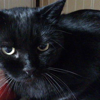 イケメン風 大猫の武蔵♂