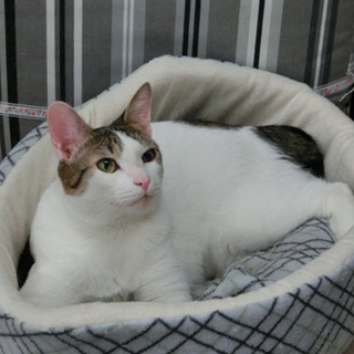 抱っこ、膝乗り大好き猫