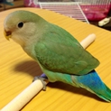 小桜インコ