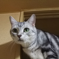アメショーのオス「レオ」ちゃんです
