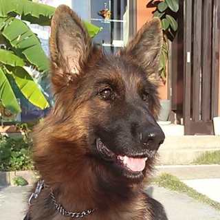 大人しいＧシェパード・室内限定・愛玩犬  