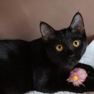お転婆娘の７か月の黒猫ちゃん