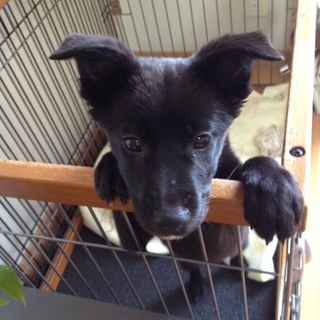 まっくろくろすけ♪2ヶ月半仔犬♀サラ。抱っこ大好き