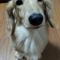 人懐っこくて賢いです