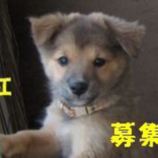 子犬メス紅ちゃん