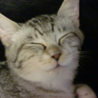 ふわふわアメショーミックス子猫