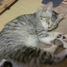 ふわふわアメショーミックス子猫 サムネイル2
